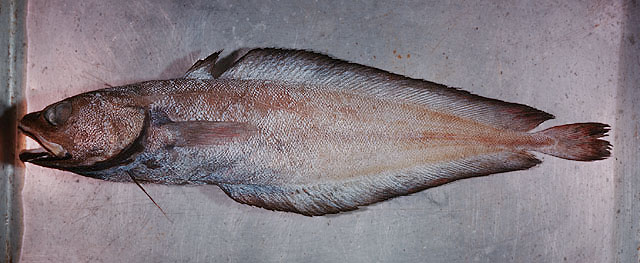 Physiculus grinnelli