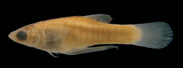 Phalloceros heptaktinos