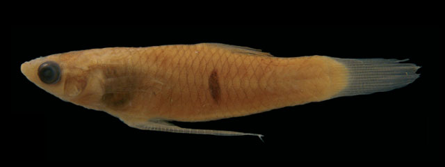 Phalloceros leptokeras