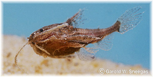Physopyxis lyra