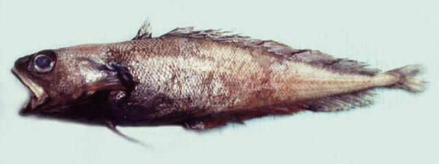 Physiculus nigripinnis
