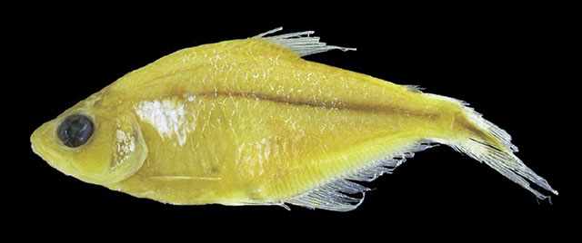 Phoji_u0.jpg