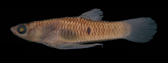 Phalloceros pellos