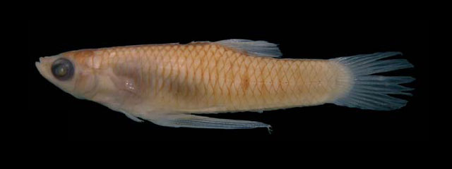 Phalloceros reisi