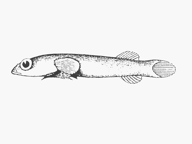 Propherallodus smithi
