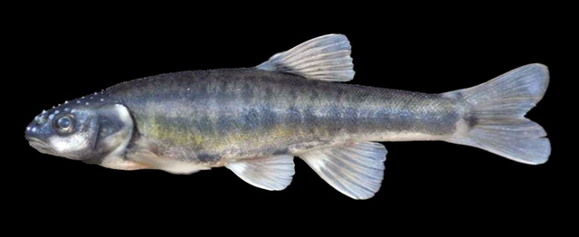 Phoxinus strandjae