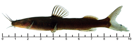 Phenacorhamdia tenebrosa