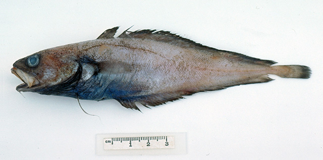 Physiculus therosideros