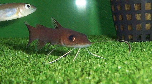 Phyllonemus typus