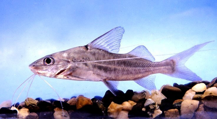 Pimelodus albofasciatus