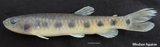 Lebiasina astrigata