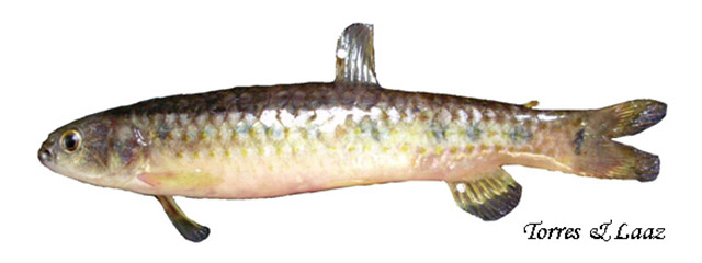 Lebiasina aureoguttata