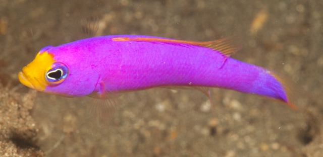 Pictichromis caitlinae