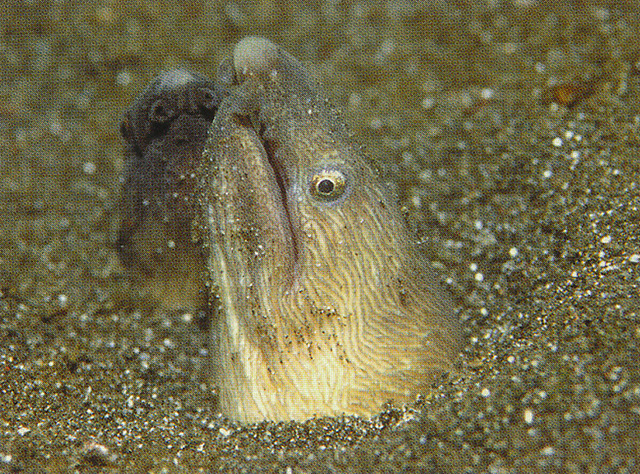 Pisodonophis cancrivorus