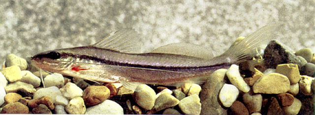 Pimelodella odynea