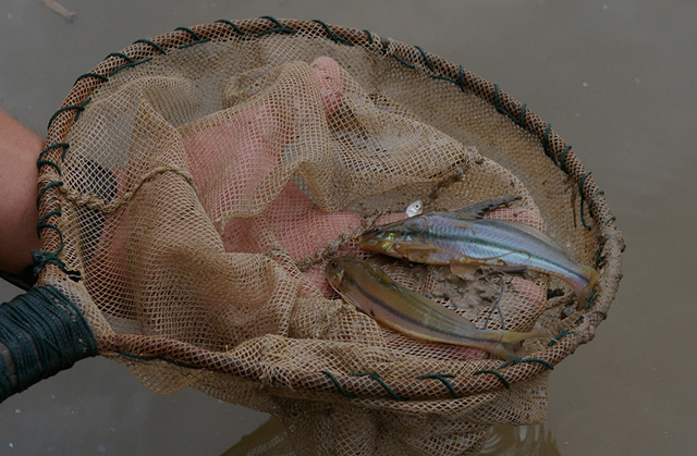 Pimelodella hartwelli