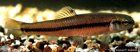 Pimephales notatus