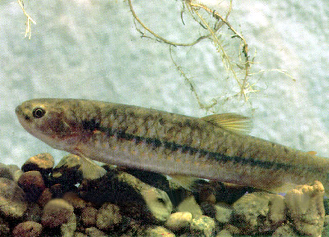 Lebiasina erythrinoides