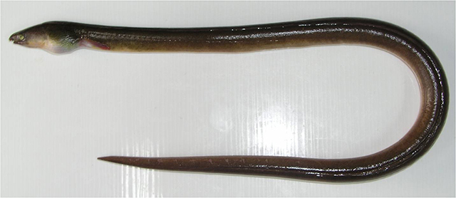 Ophichthus sangjuensis