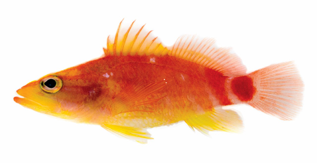 Xenanthias ahiahiata