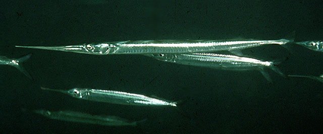 Platybelone platyura