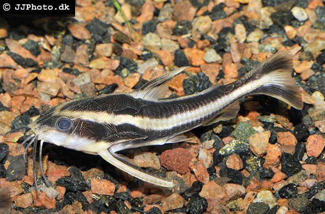 Platydoras armatulus