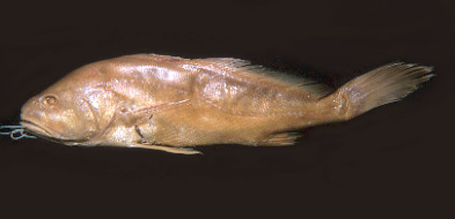 Plagioscion auratus