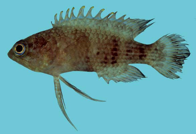 Plesiops auritus