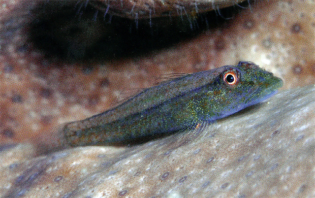 Pleurosicya coerulea