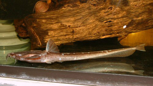 Platystacus cotylephorus