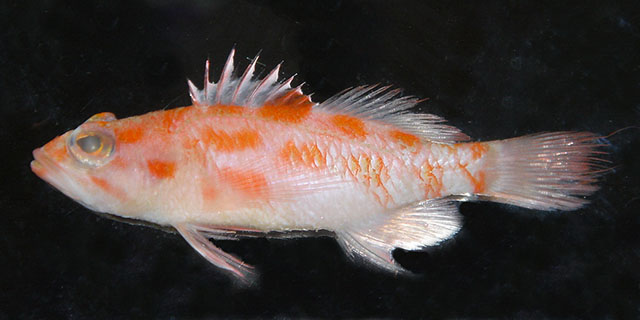 Sayonara elongata