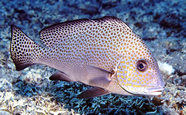Plectorhinchus flavomaculatus