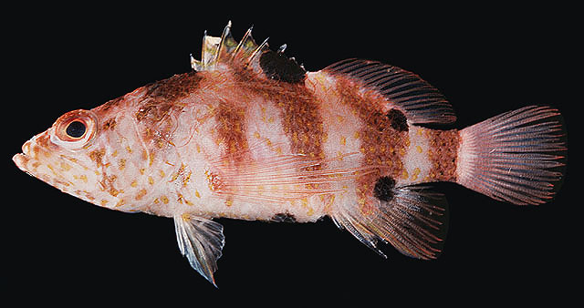 Xenanthias fourmanoiri