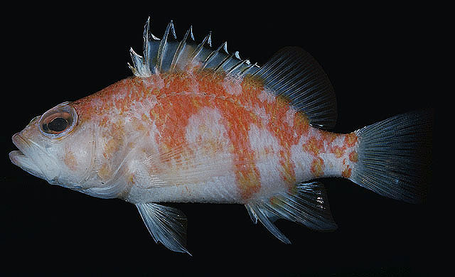 Plectranthias helenae