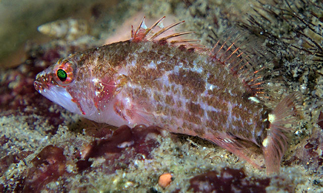 Xenanthias longimanus