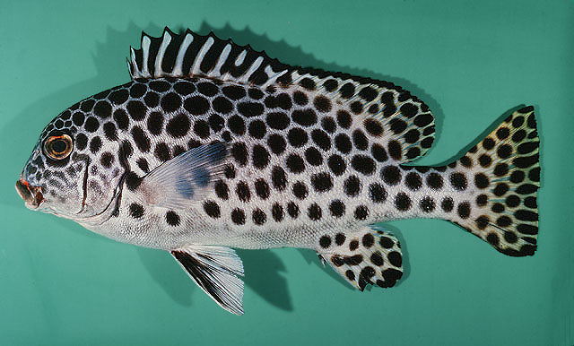 Plectorhinchus macrospilus