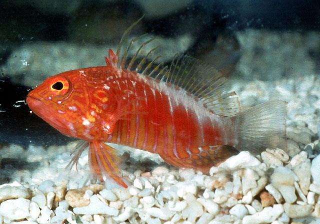 Poroanthias pelicieri