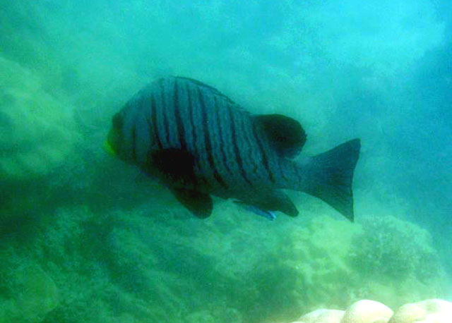 Plectorhinchus plagiodesmus