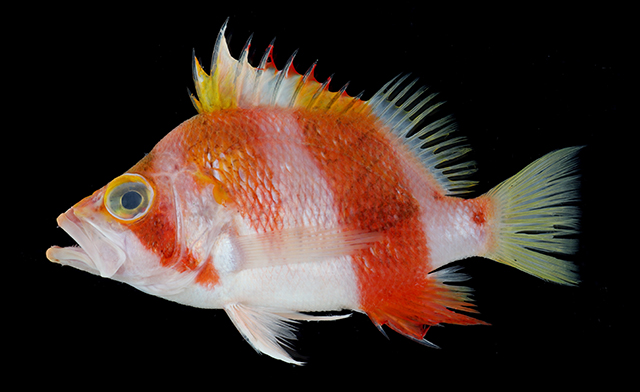 Aepysomanthias randalli