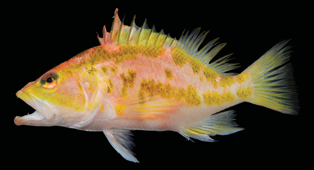 Plectranthias sheni