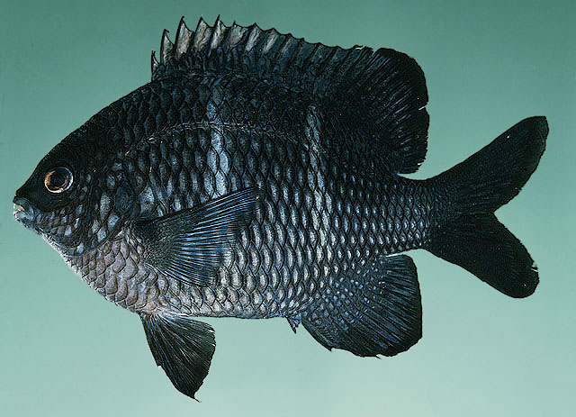 Plectroglyphidodon sindonis