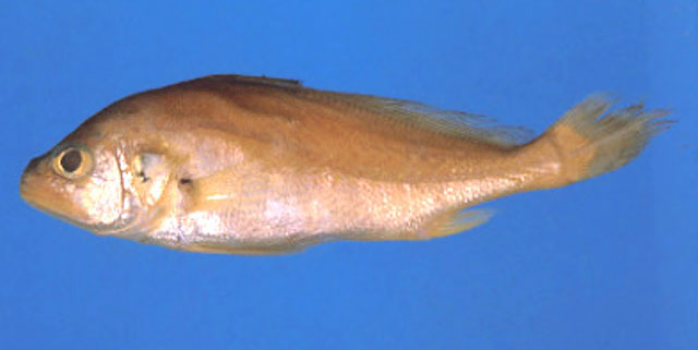 Plagioscion surinamensis