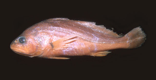 Plagioscion ternetzi