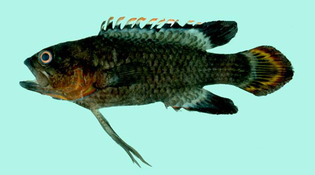 Plesiops verecundus