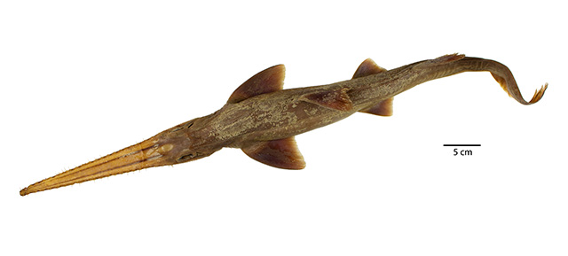 Pliotrema warreni