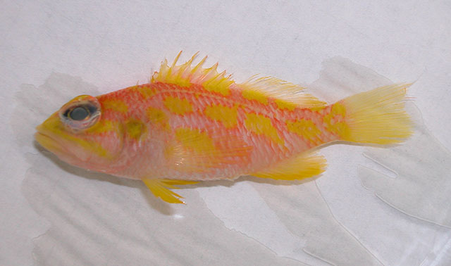 Sayonara xanthomaculata