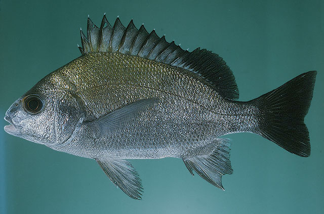 Pomadasys aheneus