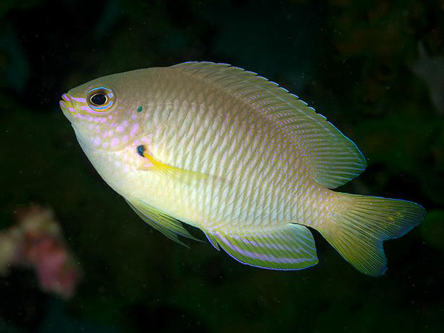 Pomacentrus amboinensis
