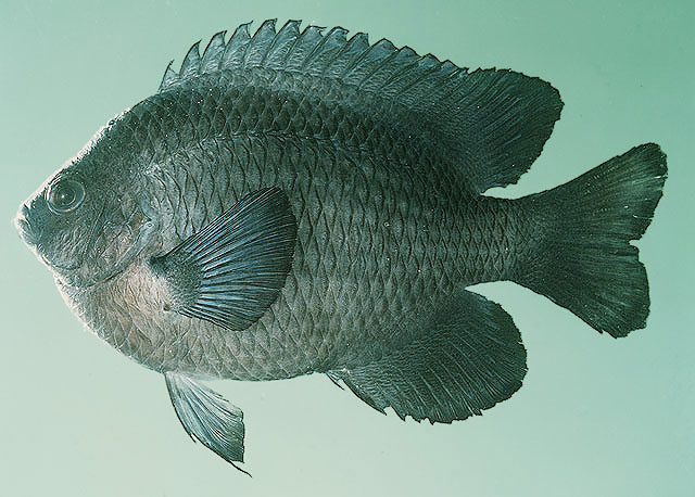 Poara_u0.jpg