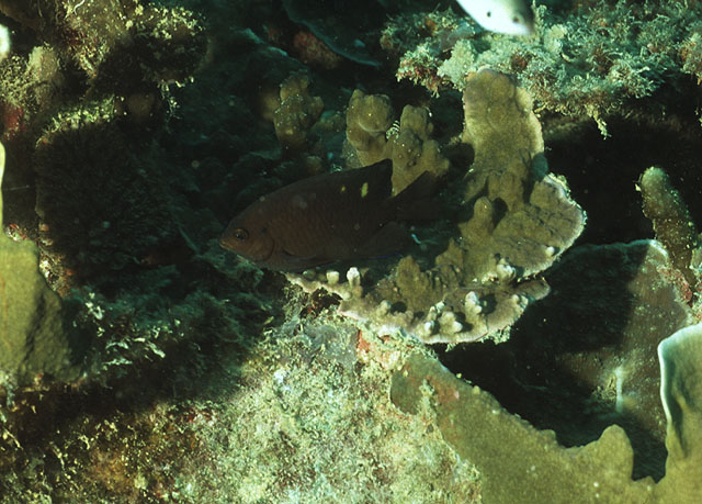 Pomacentrus burroughi